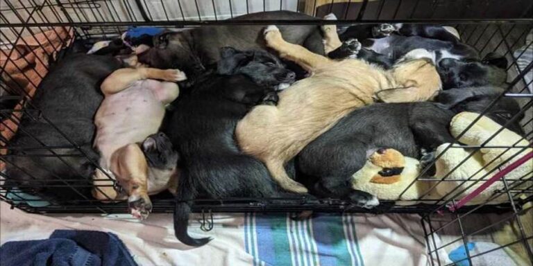 Dog Found Waiting in the Mud With a Hidden Treasure at Her Feet