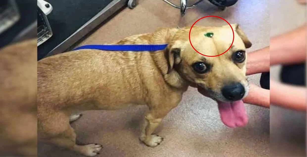 Peanut Butter And Jelly: Two Dogs With Mysterious Jewels On Their Heads Find A Second Chance At Love