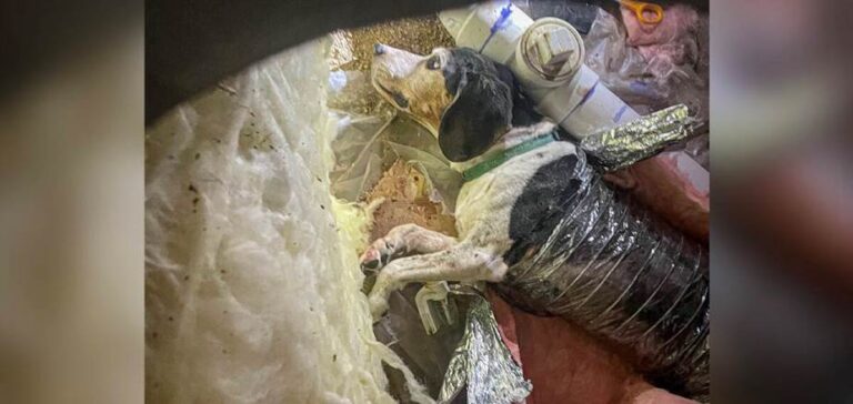 Curious Dog Crawls Into HVAC System And Finds Himself Very Stuck