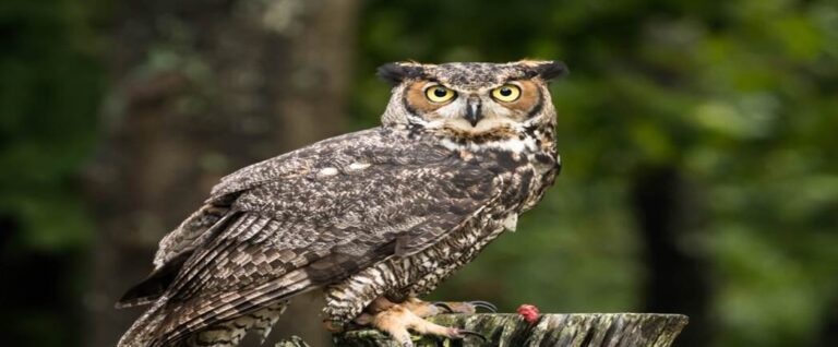 From Manure Pit to Freedom: The Remarkable Rescue of a Great Horned Owl