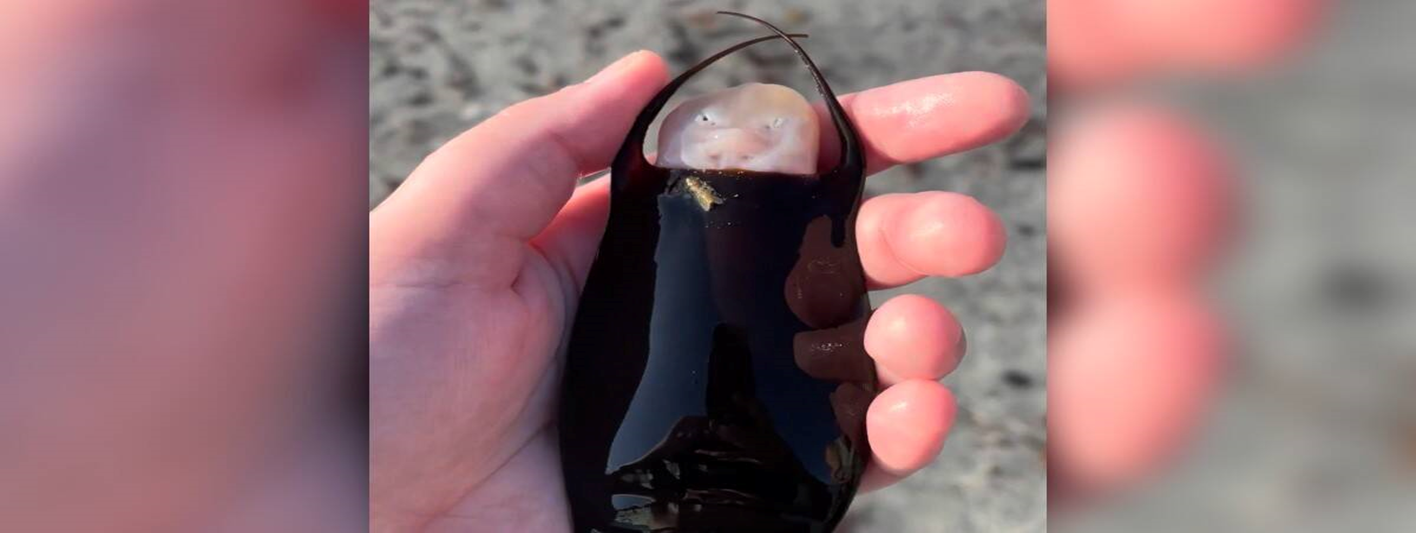 A Beach Walk Turns Into A Once-In-A-Lifetime Encounter With A Baby Skate