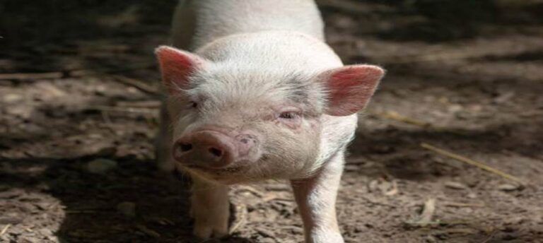 The Morning Meredith Never Expected: Chasing A Pig On The Road
