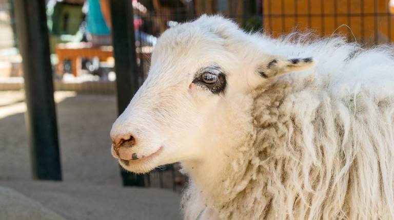 From Wooly Prison to Gentle Freedom: Alex the Sheep’s Incredible Rescue