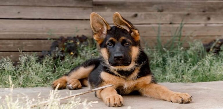 From Fear to Forever: Bobby the Rescue Pup’s Journey to Love