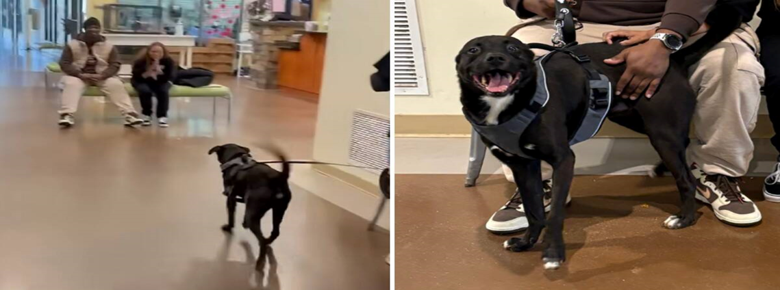 Duke’s Journey: From Shelter Sadness to a Tearful Family Reunion