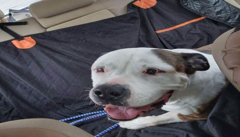 From Hopeless Shelter Dog to Beloved Family Member