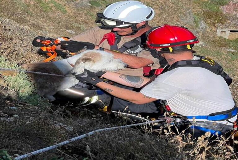 Firefighters Drop Everything To Save Dog Stranded On Cliff Edge