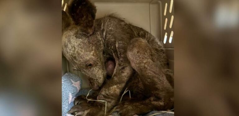 He Was Orphaned, Hairless And Afraid — Now He’s Thriving
