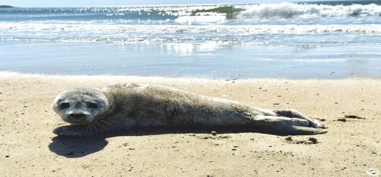 Experts Find Seal Covered In Fur On Beach — Then Realize What’s Going On