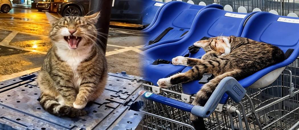 Oscar the Supermarket Cat: The Furry Mascot Winning Hearts in Stowmarket