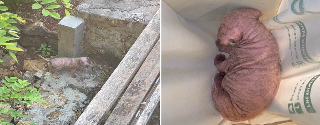 From Desperate Cries to Joyful Barks: The Remarkable Rescue of Little Jenny in Bali