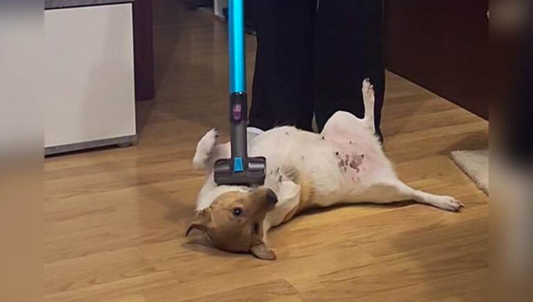 The Dog Who Fell in Love With the Vacuum — And Turned Cleaning Into Playtime