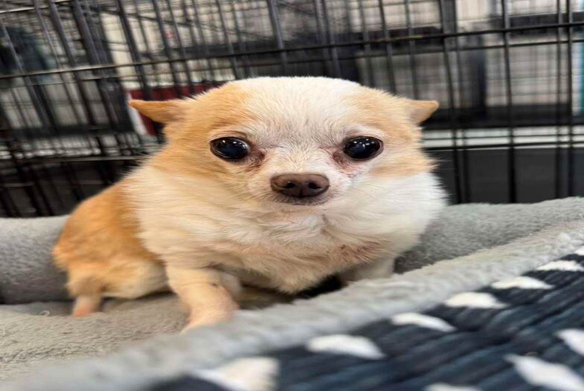 Tink the Tiny Senior Chihuahua Who Won the Internet
