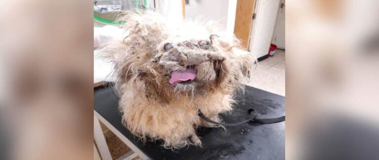 From Forgotten ‘Pile of Rags’ to Cherished Family Dog: Morris’ Beautiful Second Chance