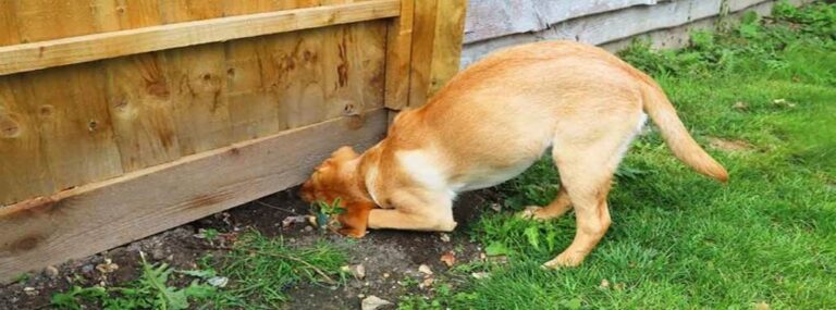 A Paw Through the Fence That Sparked an Unlikely Friendship