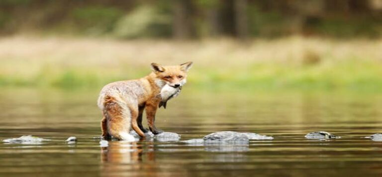 From Lifeless to Limitless: Zelda the Coyote’s Miraculous Comeback