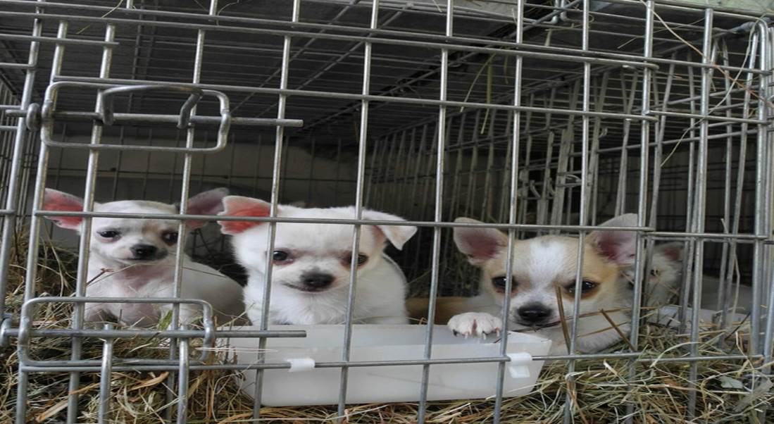 The Internet Is Struggling To Find These Two Hidden Dogs