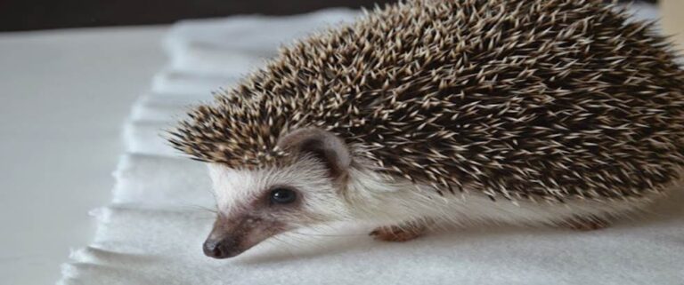Hedgehog Found Trapped In Nutella Jar Rescued Just In Time