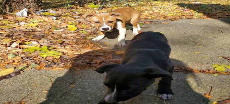 Electrician Finds Two Puppies Living Alone In Abandoned House