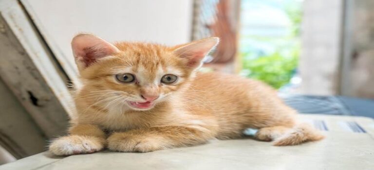 Igor The Cartoon-Faced Cat Wins Everyone’s Heart