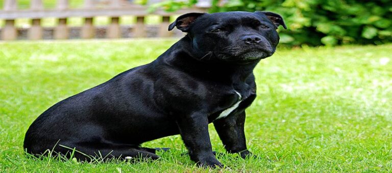 Senior Dog Cries for Her Dad, Hoping for One Last Forever Home