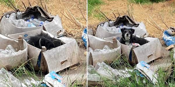 Senior Dog Wakes Up In Empty Box After His Family Moves Away Without Him