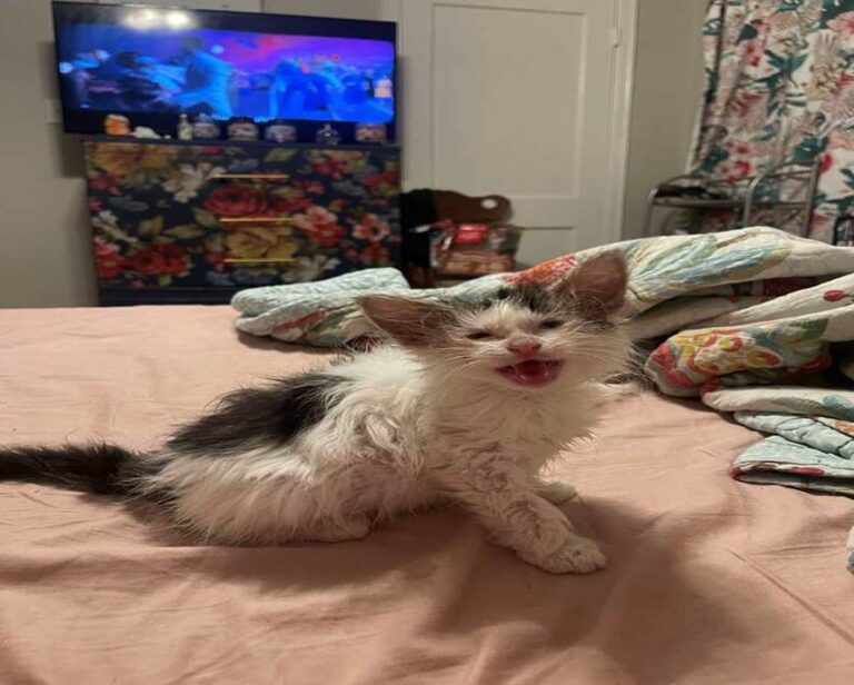 Foster Cat Toast Always Looks Like She Just Woke Up From A 10-Year Nap