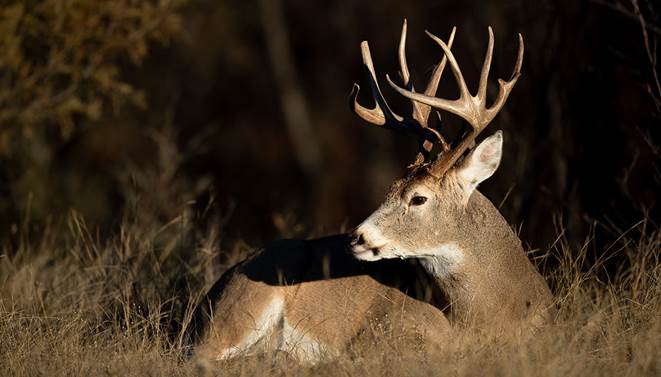 He Was Hopelessly Trapped In A Soccer Net Until Help Arrived