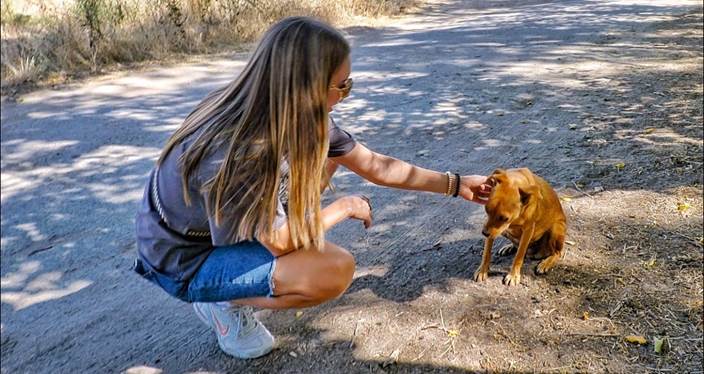 Heartbroken Dog Refuses To Leave Spot Where She Last Saw Her Family