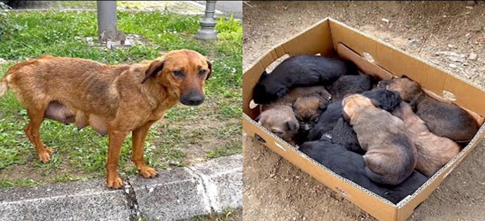 A Mother’s Love: Sick Mama Dog Protects Her Puppies Until Rescue Arrives