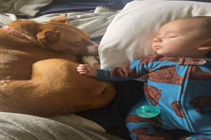 Woman ‘Nearly Screamed’ When She Finally Found Her Dog Hiding In Plain Sight