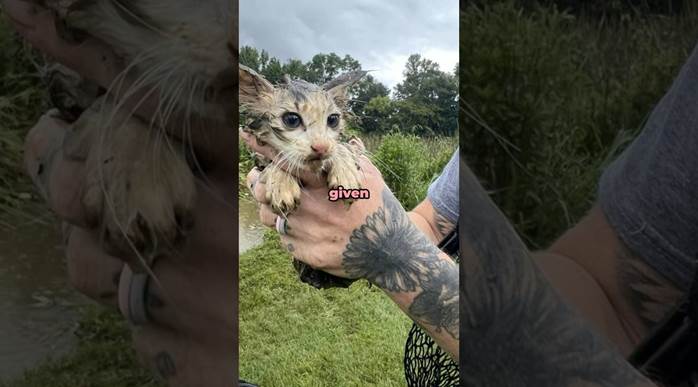 Tiny Eyes In The Marsh: The Unforgettable Rescue Of Kitten Marsha