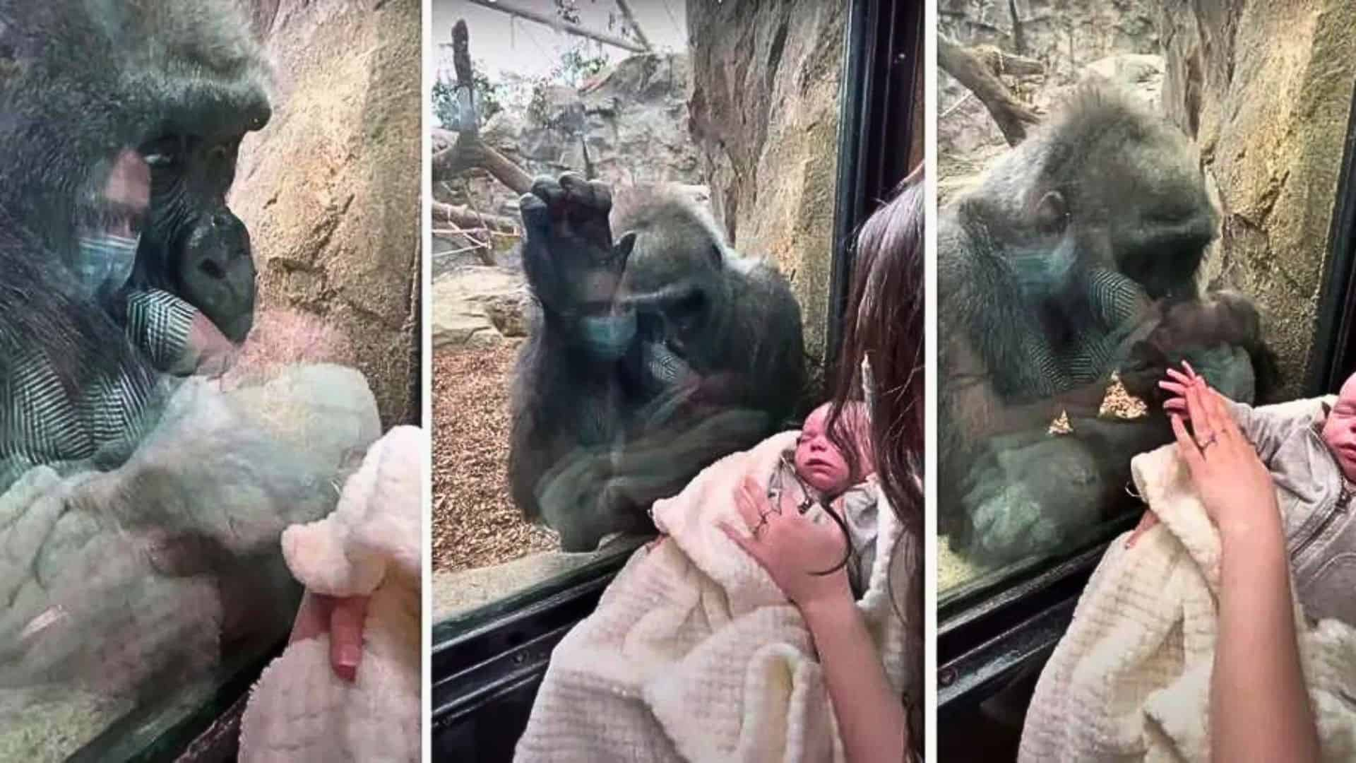 Zoo Gorilla Brings Her Baby To Meet Mom And Newborn On Other Side Of Glass