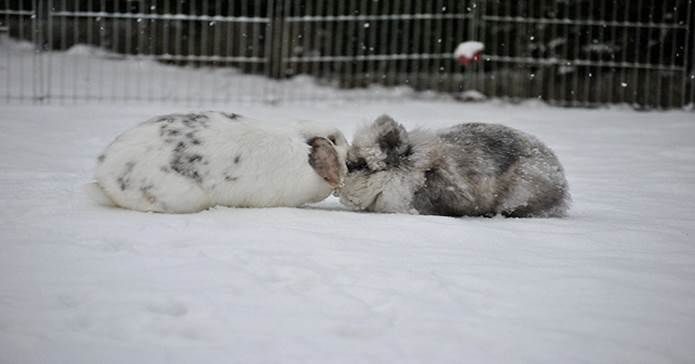 Bunnies Dumped In Freezing Cold Find Safety And Love Together