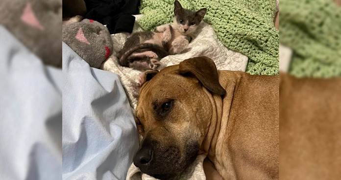 Rescue Dog Was Too Scared To Step Outside — Until He Met A Kitten