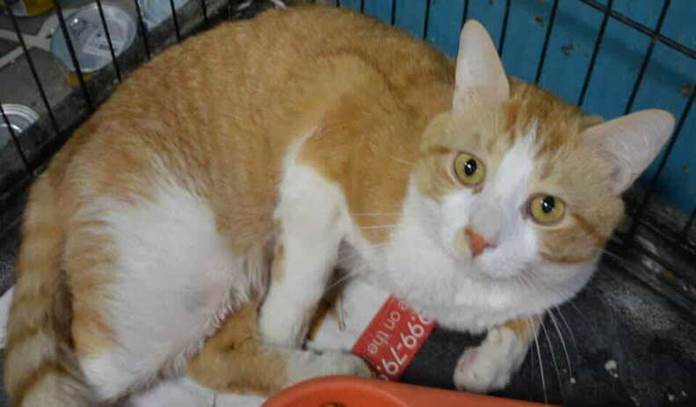 Cat Missing For 7 Years Can’t Stop Purring After Reuniting With His Dad