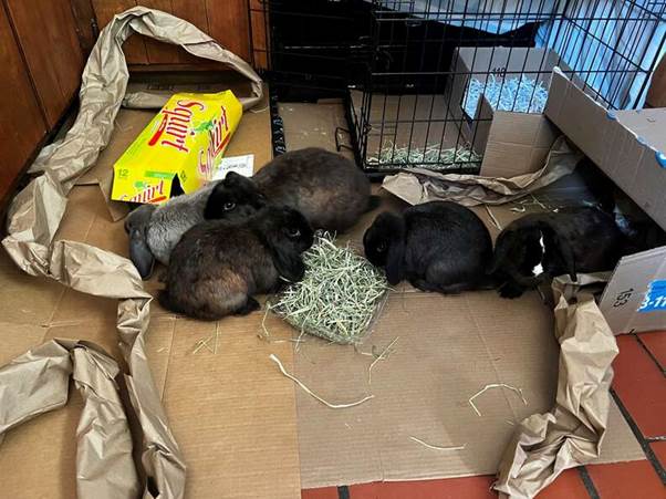 Couple Drops Everything After Finding Five Fluffy Siblings ‘Left To Die’ In Parking Lot
