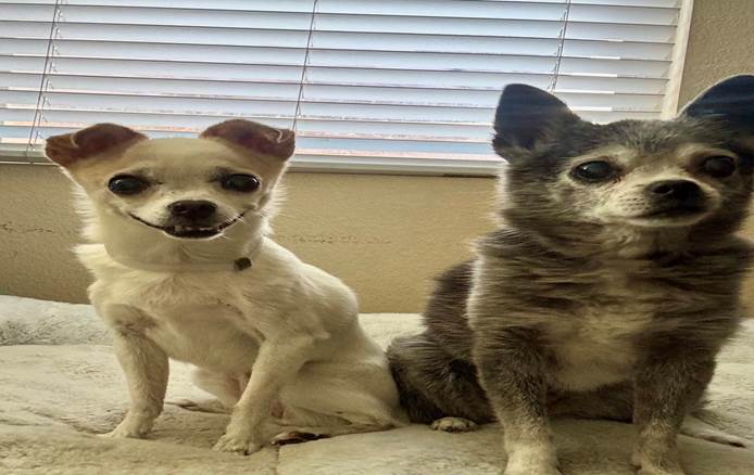 Senior Sisters Give A Lifetime Of Love — Then Lose Everything In An Instant