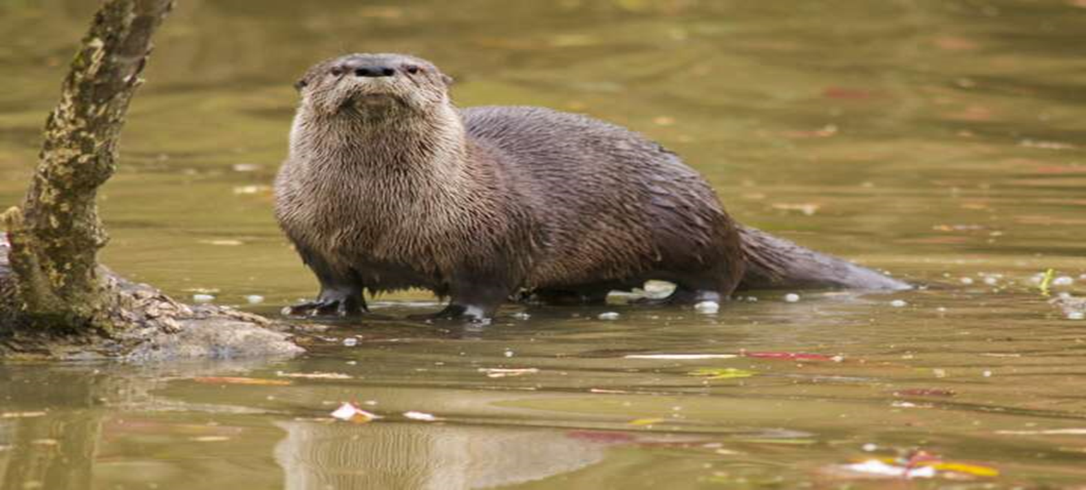 The Return of the River Otter: A Long-Awaited Sight in San Antonio