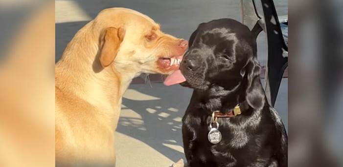 Socially Awkward Dog Learns To Accept New Pup’s Over-The-Top Affection