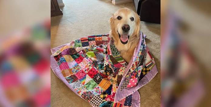 Senior Golden Retriever Receives Quilt Made From Hundreds of Cherished Bandanas