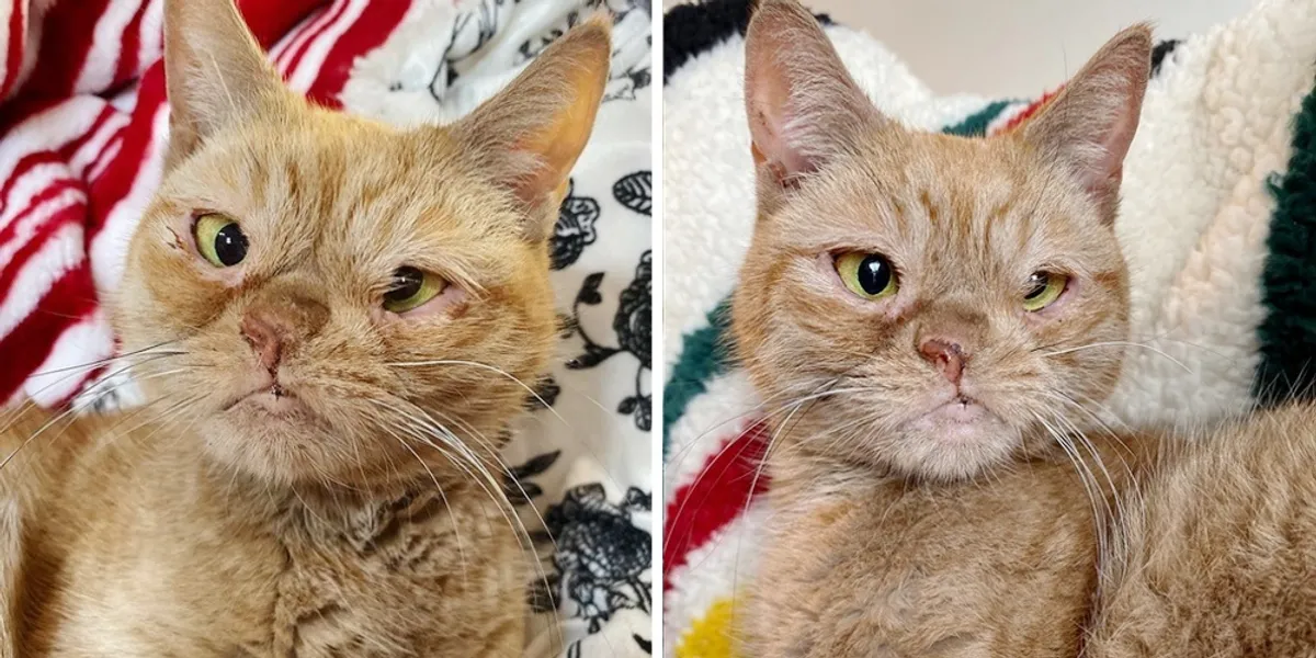 Stray Cat Knocks on Woman’s Door, Begging for Warmth and a Second Chance