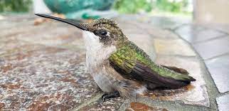 A Firefighter’s Gentle Rescue: Saving a Trapped Hummingbird