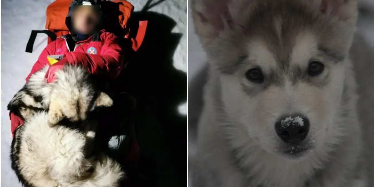 North the Brave: The Dog Who Became His Hiker Dad’s Guardian Angel on a Frozen Mountain
