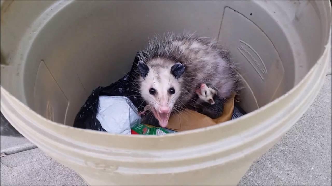 The Forgotten Hero In A Trash Can: How One Woman Saved An Opossum’s Life