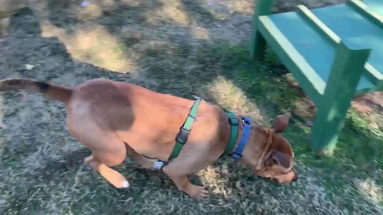 Sweet Shelter Dog Who’s Always Smiling Has Been Waiting Over 2,500 Days for a Home