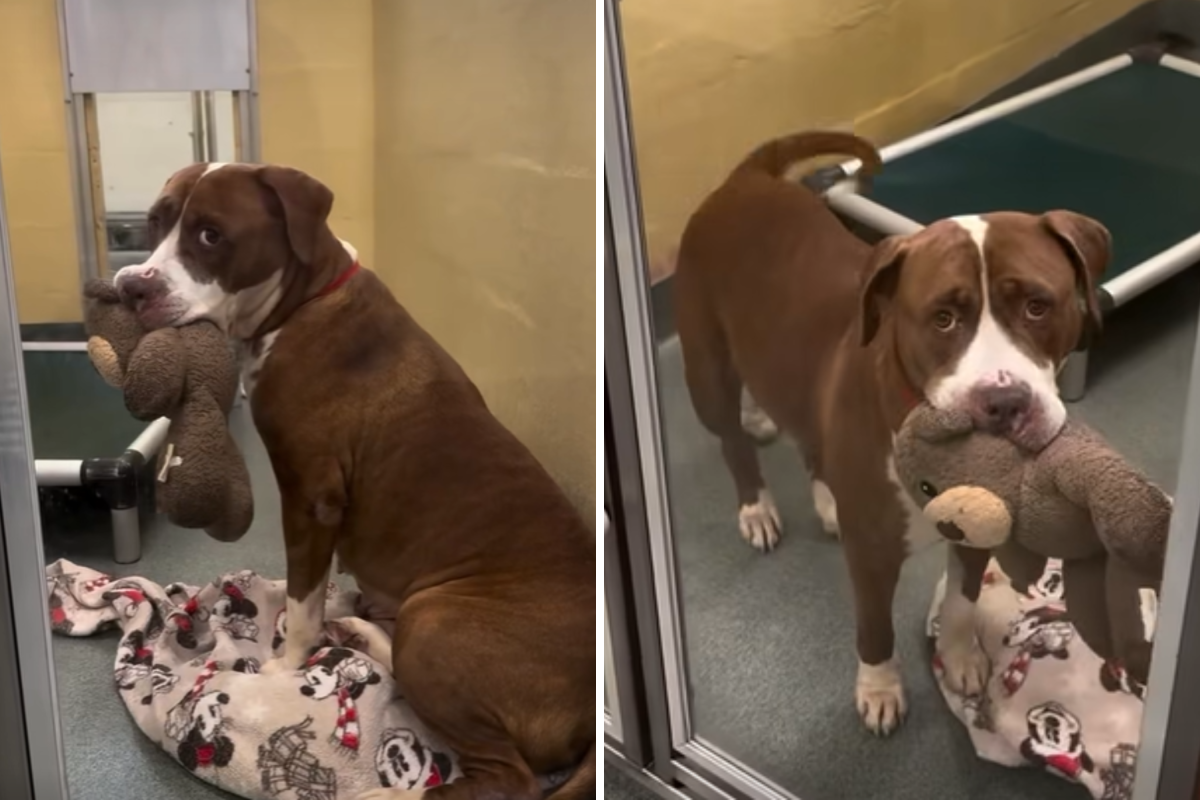 Senior Dog Who Carried Toys Everywhere Finally Finds the Family She Deserved