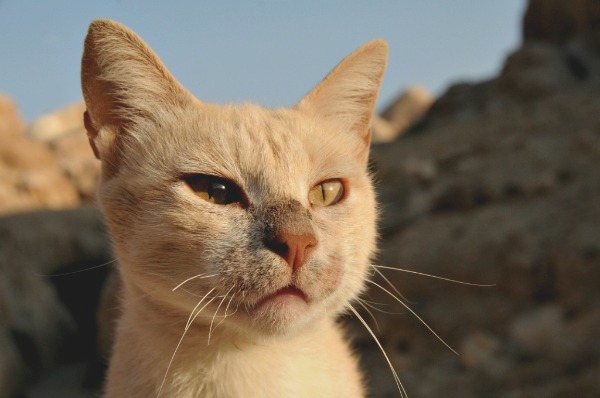 Neighborhood Cat Won’t Stop Stealing Every Pair Of Nike Shoes He Sees