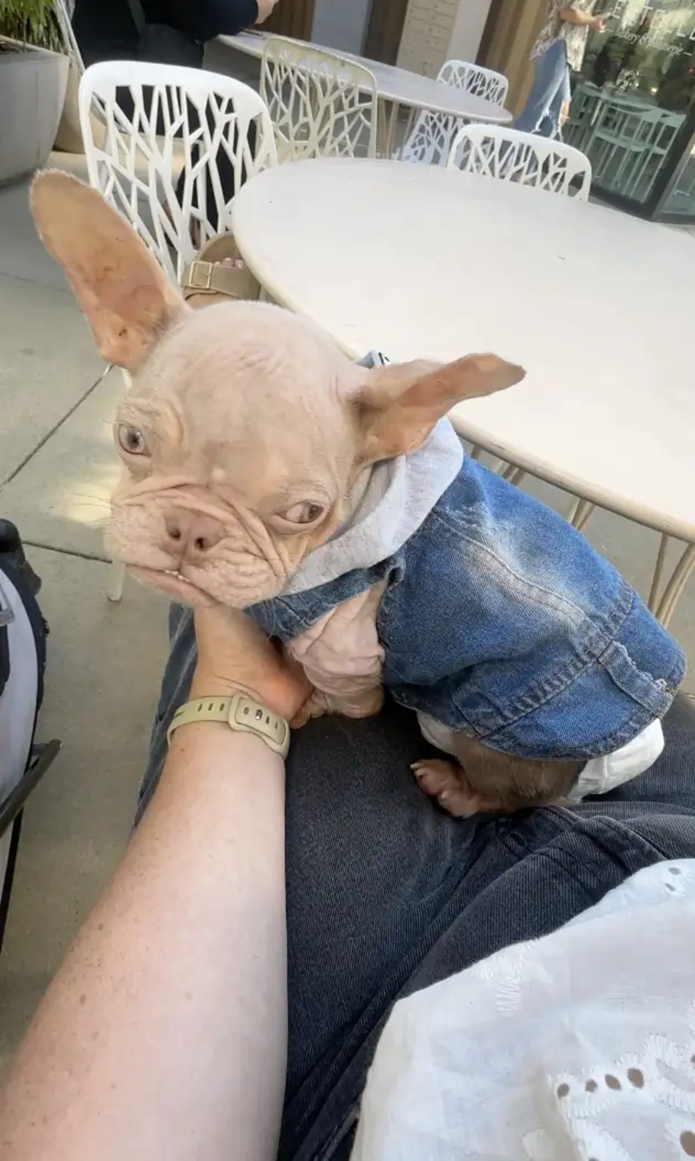 The Little Pink Pup Who Everyone Thought Was a Baby