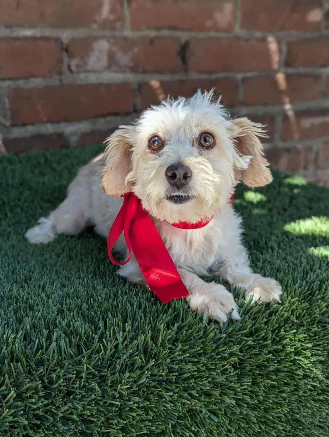 From Trash Pile to Treasure: The Heartbreaking Rescue of Kimber and Pennies